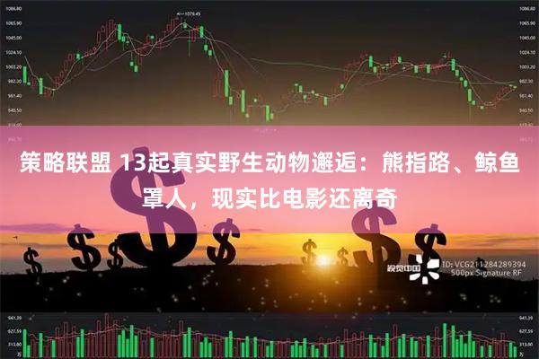 策略联盟 13起真实野生动物邂逅：熊指路、鲸鱼罩人，现实比电影还离奇